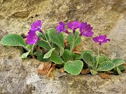 Primula albenensis (Primula del Monte Alben) – 12magg22-FOTOGALLERY